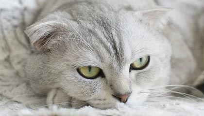 阿里伴游，定制QQ：3494206190微信：act1322