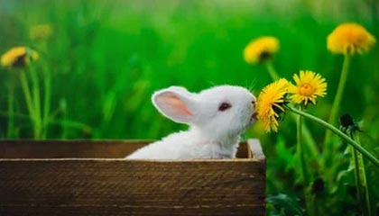 模特有哪些优势？